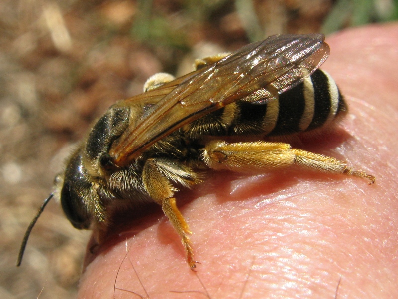 femmina di Halictus sp.